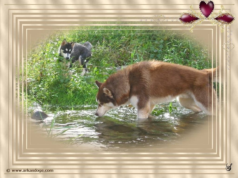 Fond d’Écran - Photo de Husky sibérien de l'élevage