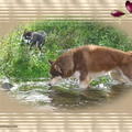 Fond d’Écran - Photo de Husky sibérien de l'élevage