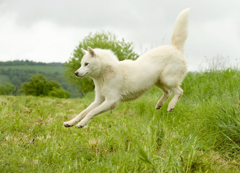 Photo calendrier Affixe édition de nos chiens Husky
