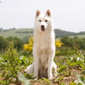Photo calendrier Affixe édition de nos chiens Husky
