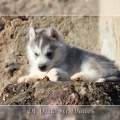 Bébé Husky sibérien de l'élevage Of pack-ice wolves