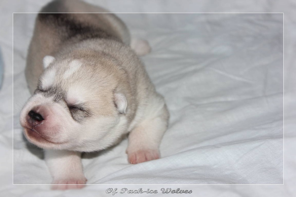 Bébé Husky sibérien de l'élevage Of pack-ice wolves