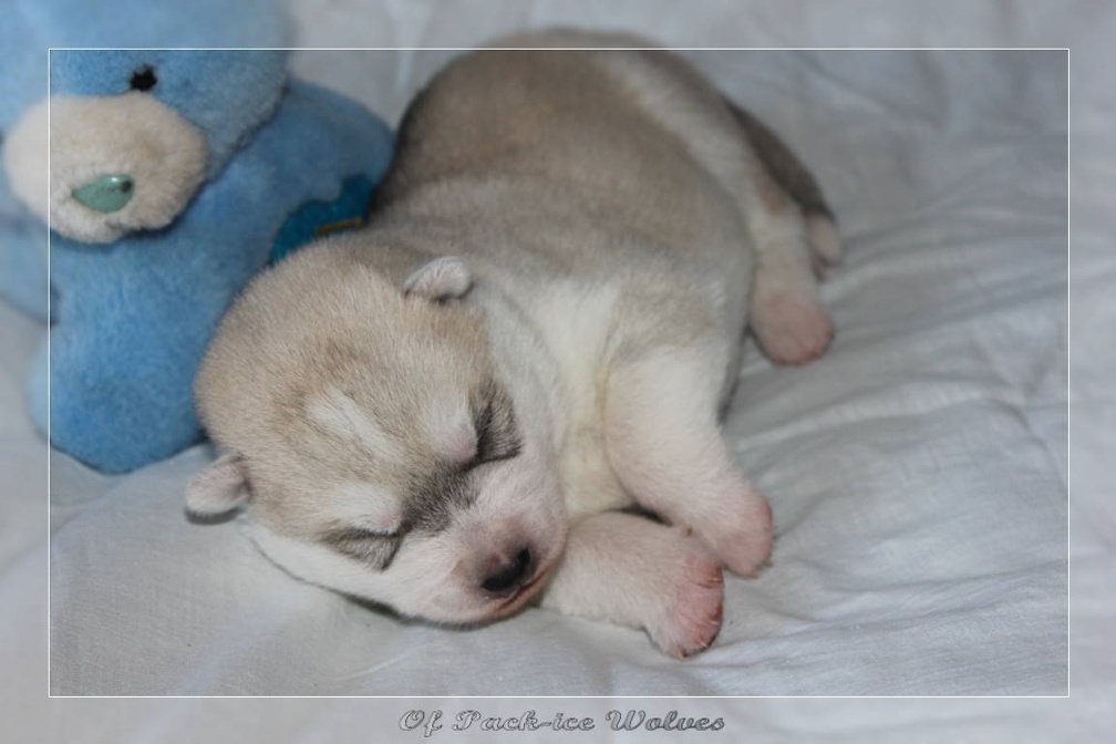 Bébé Husky sibérien de l'élevage Of pack-ice wolves