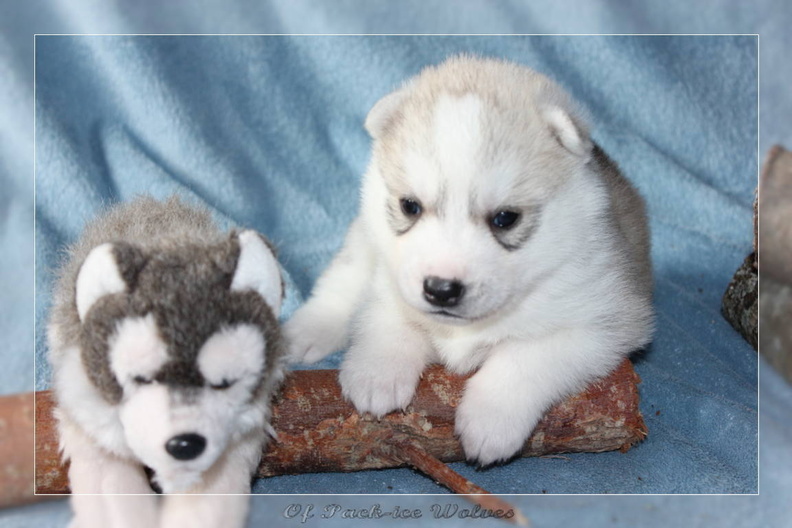 Bébé Husky sibérien de l'élevage Of pack-ice wolves