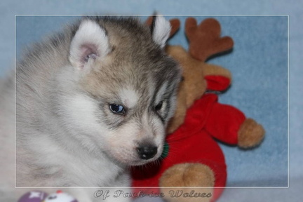 Bébé Husky sibérien de l'élevage Of pack-ice wolves