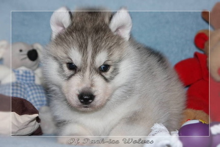 Bébé Husky sibérien de l'élevage Of pack-ice wolves