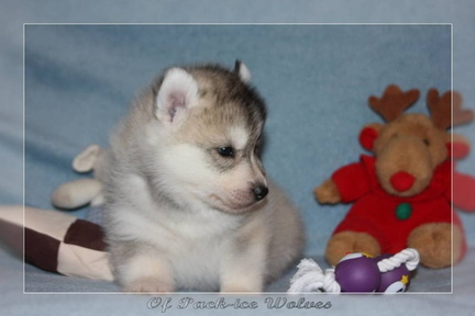 Bébé Husky sibérien de l'élevage Of pack-ice wolves