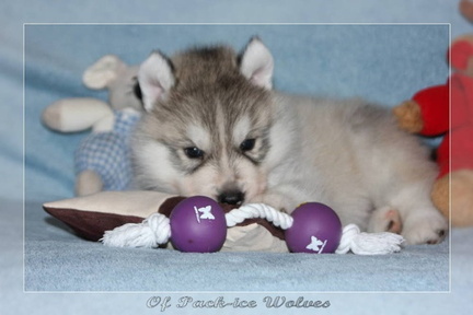 Bébé Husky sibérien de l'élevage Of pack-ice wolves