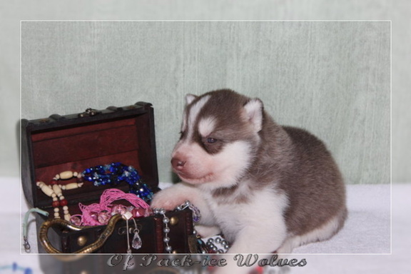 bebes-husky-siberien-elevage-a-vendre 005