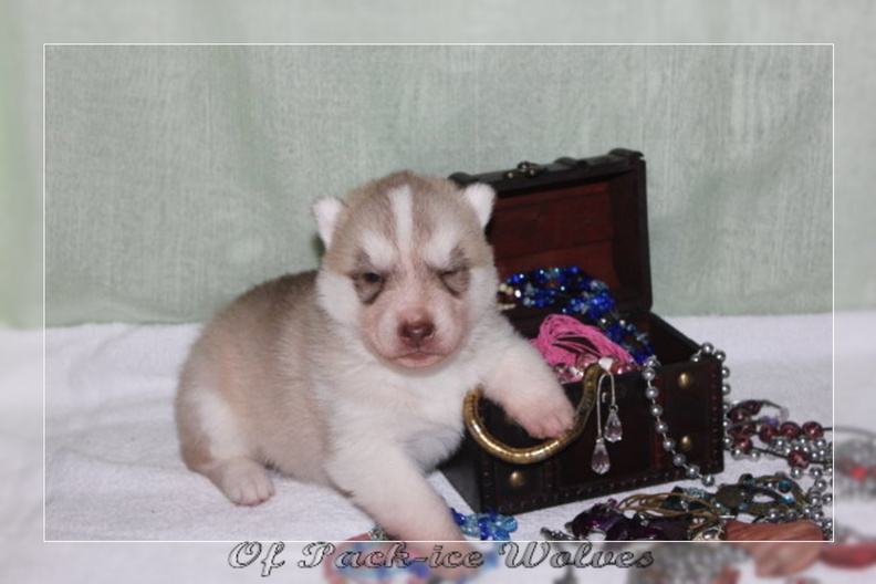 bebes-husky-siberien-elevage-a-vendre 025