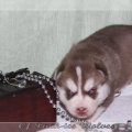 bebes-husky-siberien-elevage-a-vendre 109