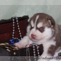 bebes-husky-siberien-elevage-a-vendre 110