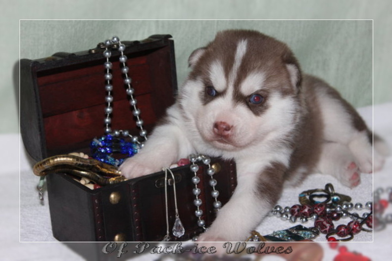 bebes-husky-siberien-elevage-a-vendre 111