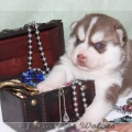 bebes-husky-siberien-elevage-a-vendre 112