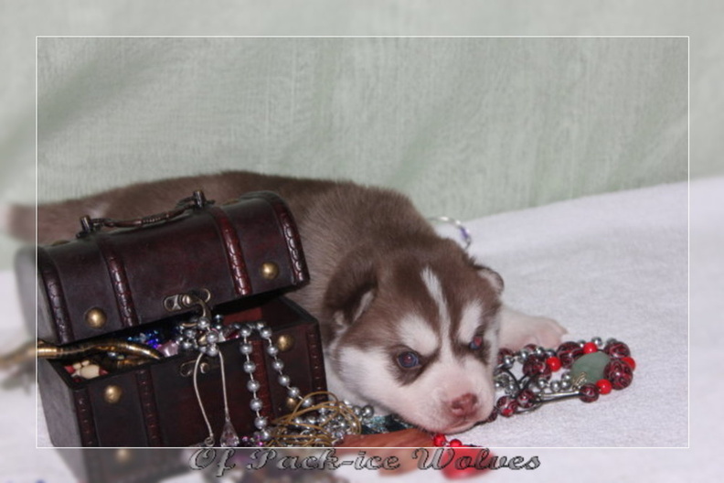 bebes-husky-siberien-elevage-a-vendre 116