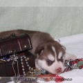 bebes-husky-siberien-elevage-a-vendre 116
