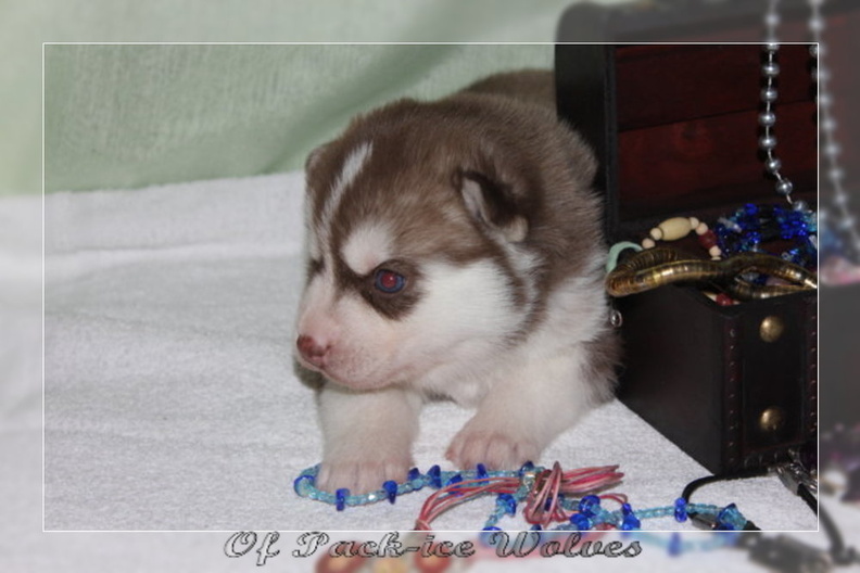 bebes-husky-siberien-elevage-a-vendre 118