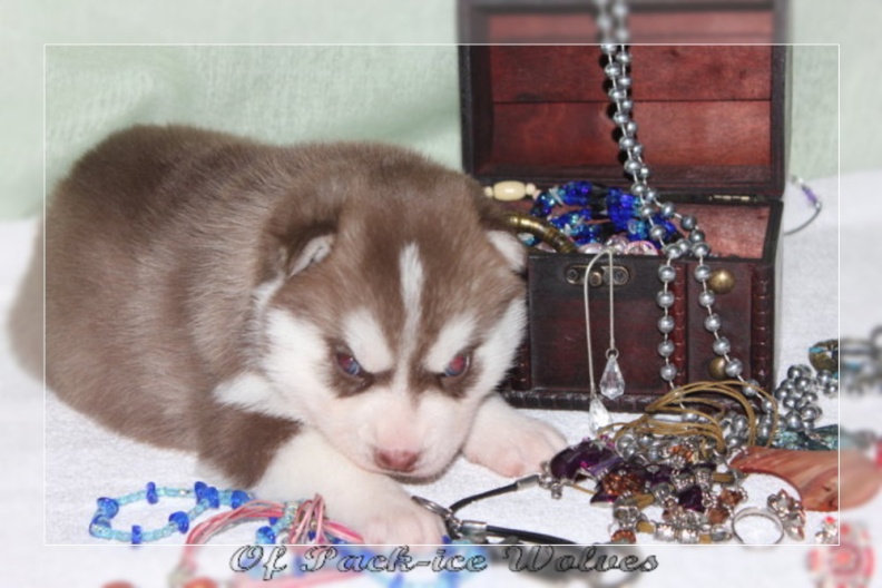 bebes-husky-siberien-elevage-a-vendre 120