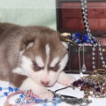 bebes-husky-siberien-elevage-a-vendre 120