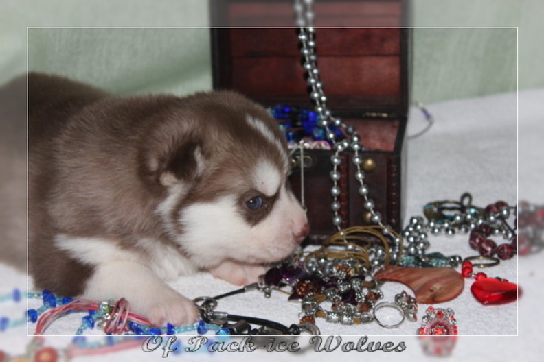 bebes-husky-siberien-elevage-a-vendre 122