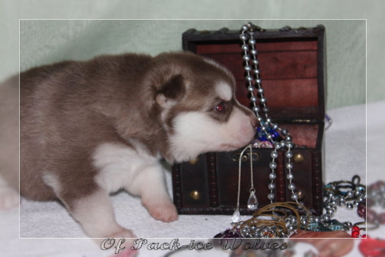 bebes-husky-siberien-elevage-a-vendre 125