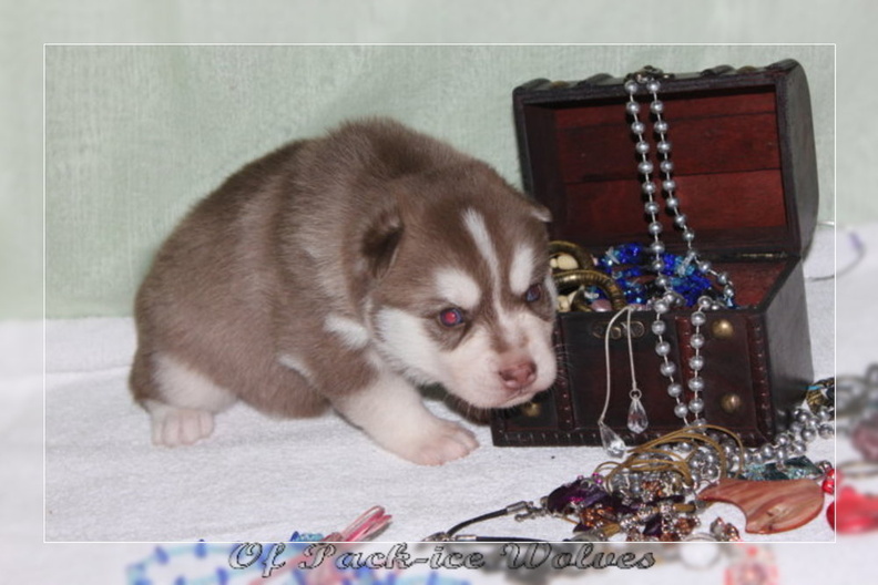 bebes-husky-siberien-elevage-a-vendre 127