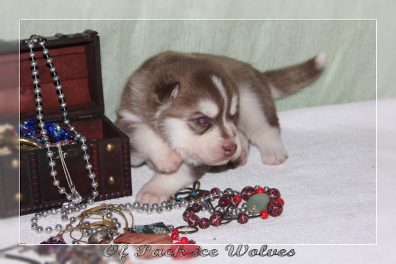 bebes-husky-siberien-elevage-a-vendre 132