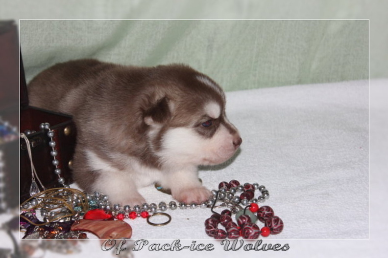 bebes-husky-siberien-elevage-a-vendre 142
