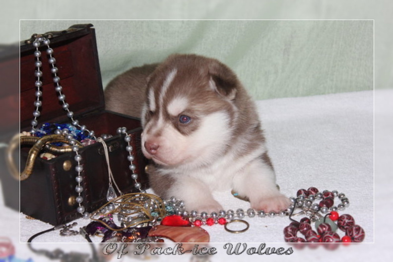 bebes-husky-siberien-elevage-a-vendre 143