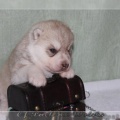 bebes-husky-siberien-elevage-a-vendre 096