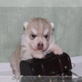 bebes-husky-siberien-elevage-a-vendre 098