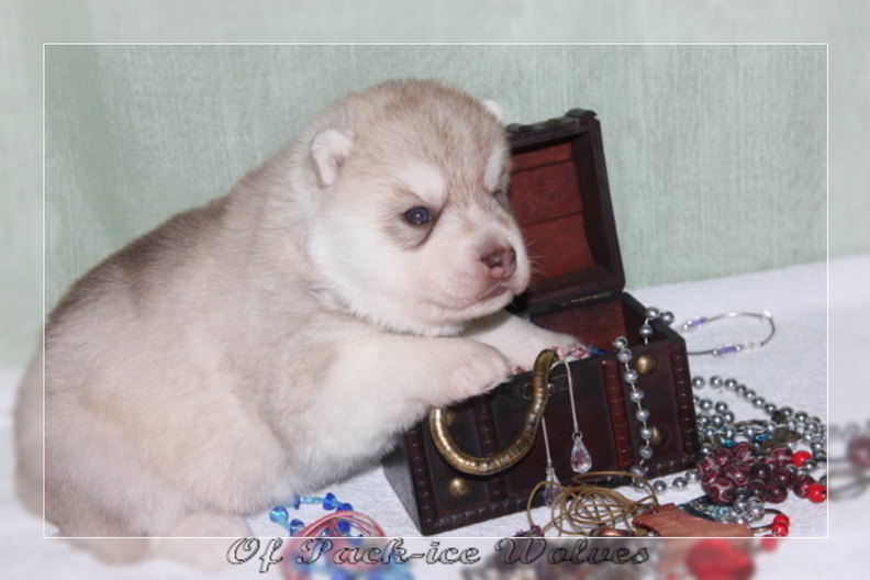 bebes-husky-siberien-elevage-a-vendre 099