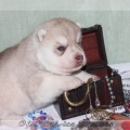 bebes-husky-siberien-elevage-a-vendre 099