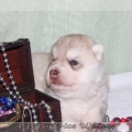 bebes-husky-siberien-elevage-a-vendre 101