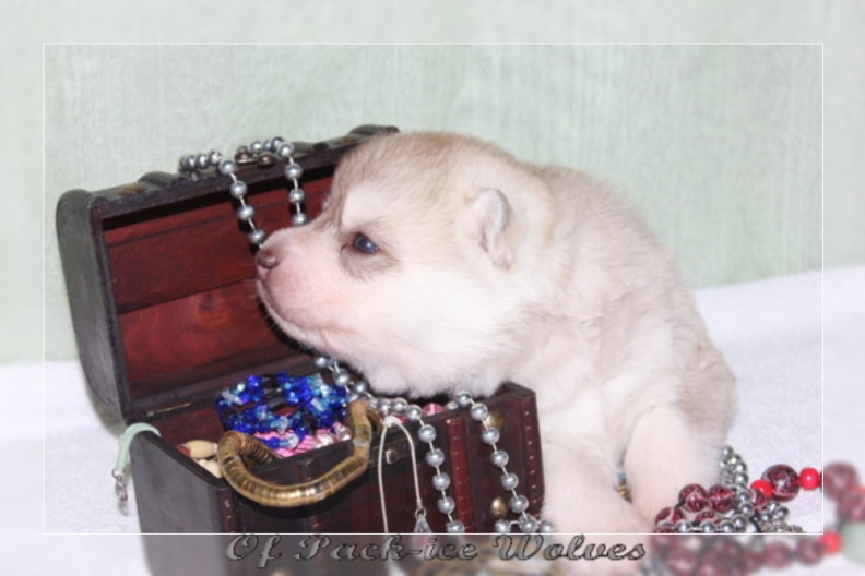 bebes-husky-siberien-elevage-a-vendre 102