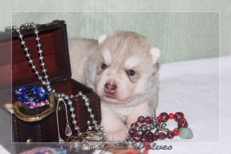 bebes-husky-siberien-elevage-a-vendre 103
