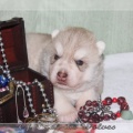 bebes-husky-siberien-elevage-a-vendre 103