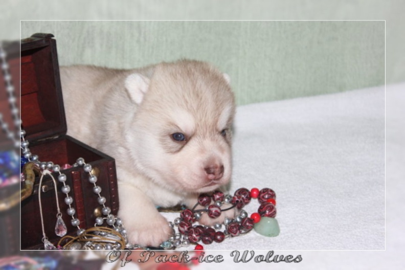 bebes-husky-siberien-elevage-a-vendre 104