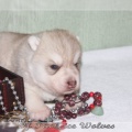 bebes-husky-siberien-elevage-a-vendre 104
