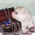 bebes-husky-siberien-elevage-a-vendre 105