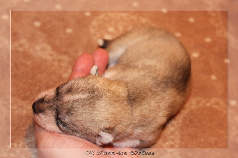 chiot-husky-siberien-gipsy-kiba-2022 0059