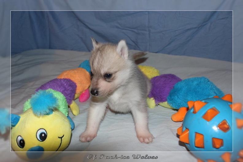 chiot-husky-siberien-gipsy-kiba-2022 0758