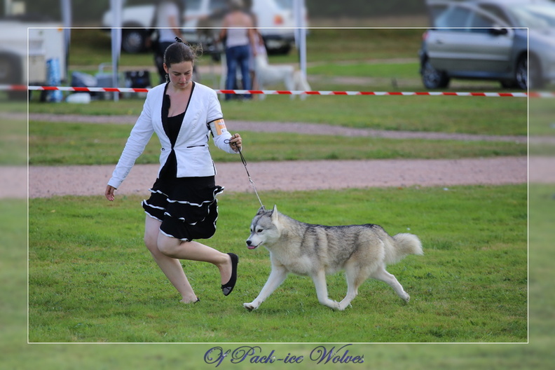 husky-siberien-NE-2014-bijou-0048