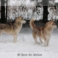 Golden fumarolle dite Imala Of pack-ice wolves