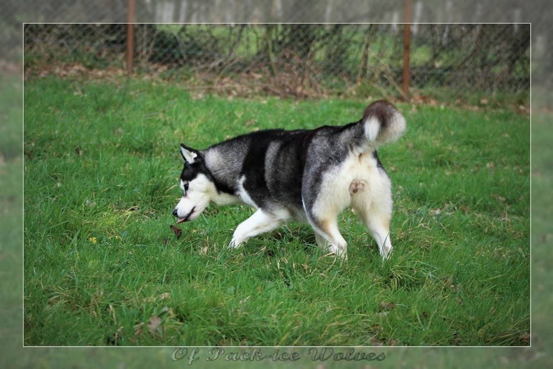 husky-siberien-noir-et-blanc-106