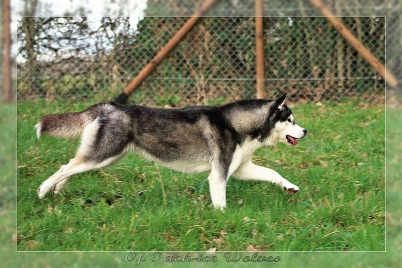 husky-siberien-noir-et-blanc-108