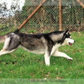 husky-siberien-noir-et-blanc-108