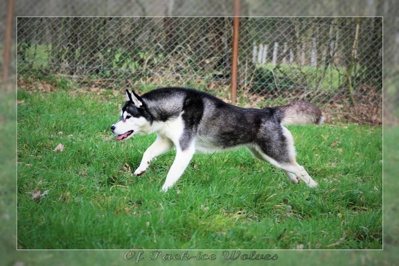 husky-siberien-noir-et-blanc-109