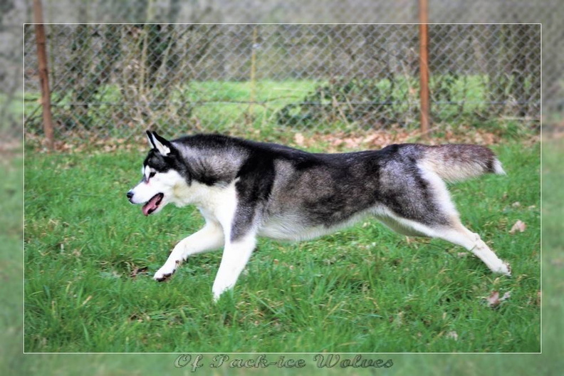 husky-siberien-noir-et-blanc-110