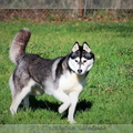 husky-siberien-noir-et-blanc-112